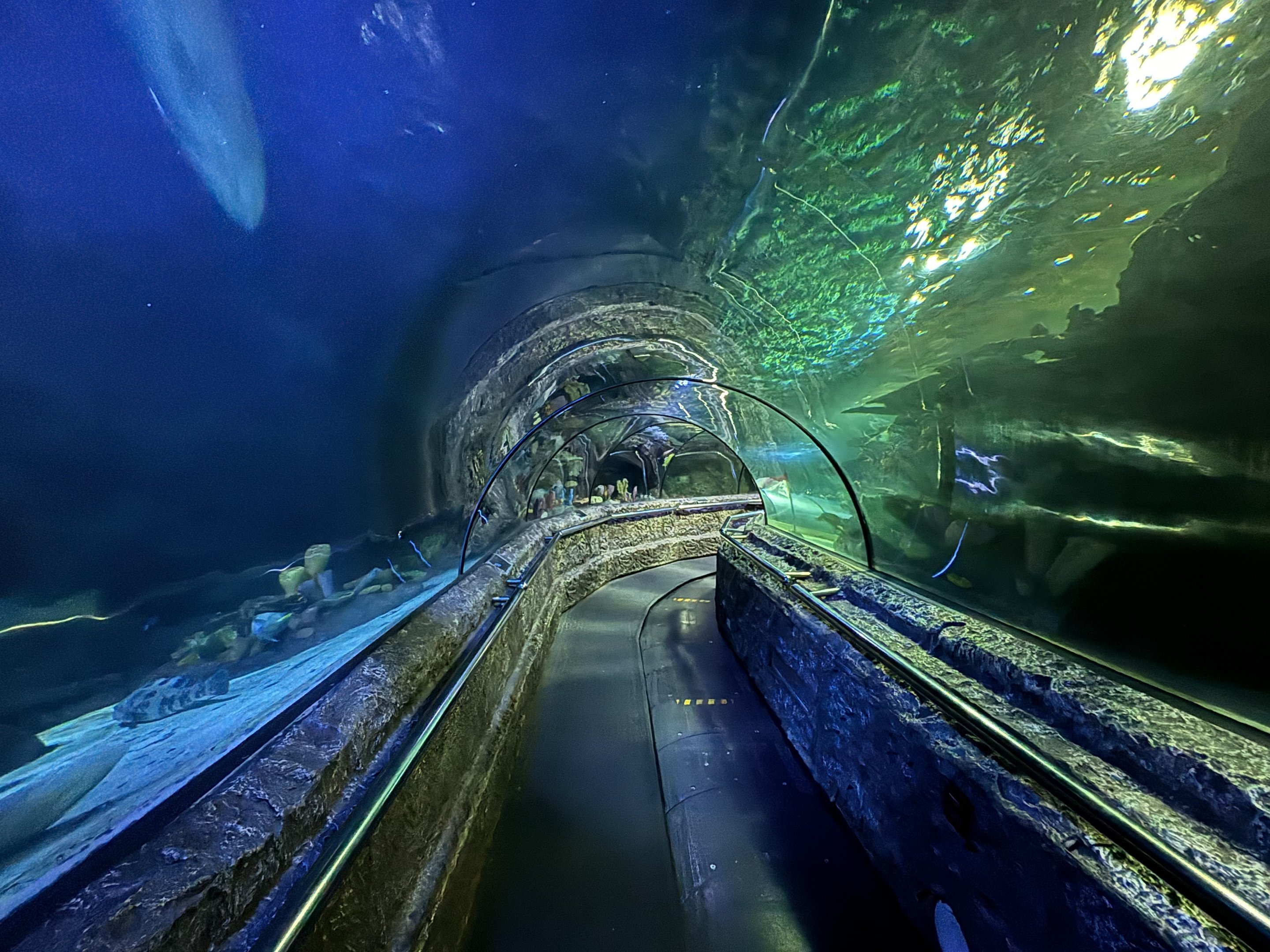 Ocean Tunnel Exhibit