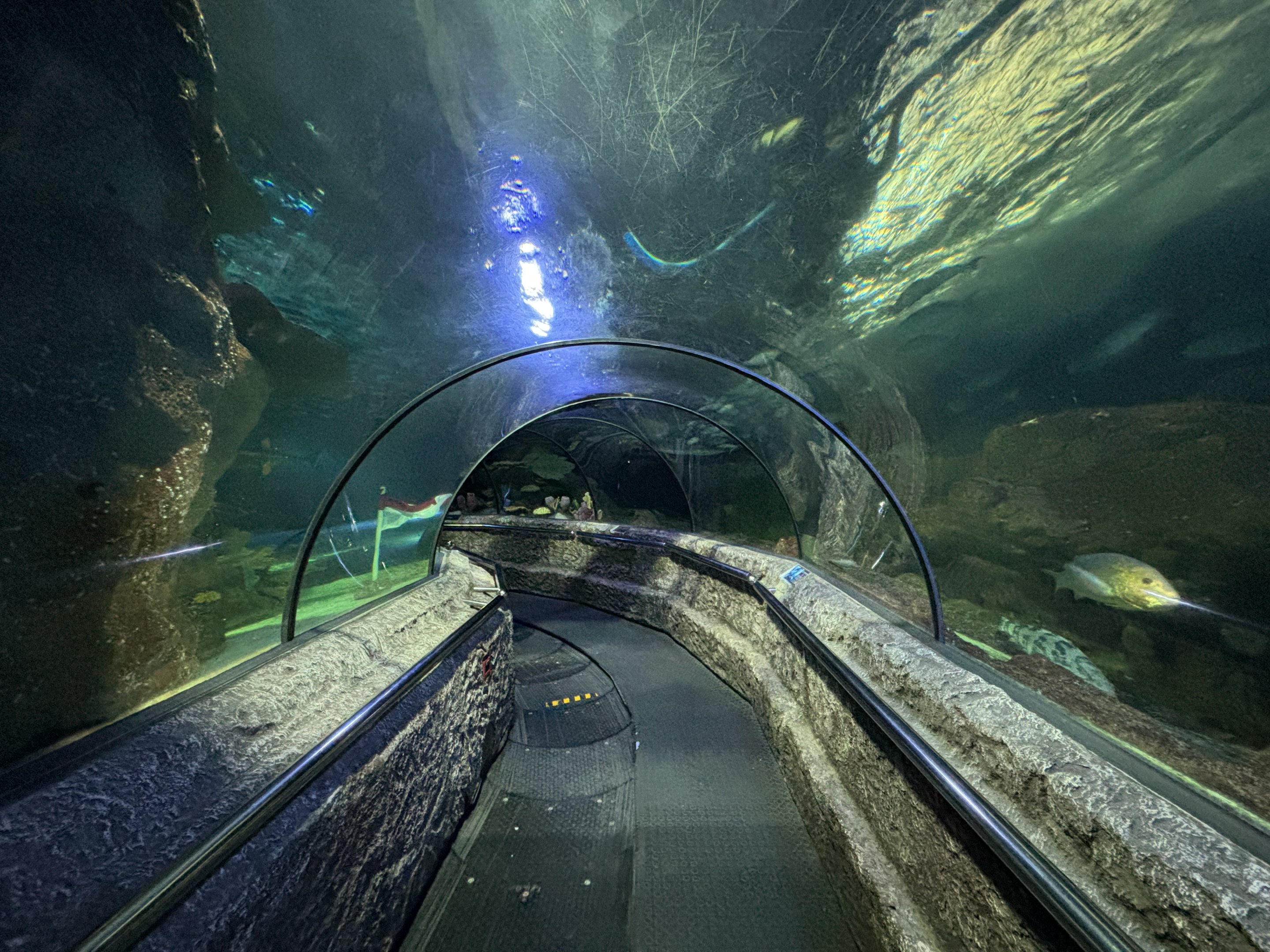 Ocean Tunnel Exhibit