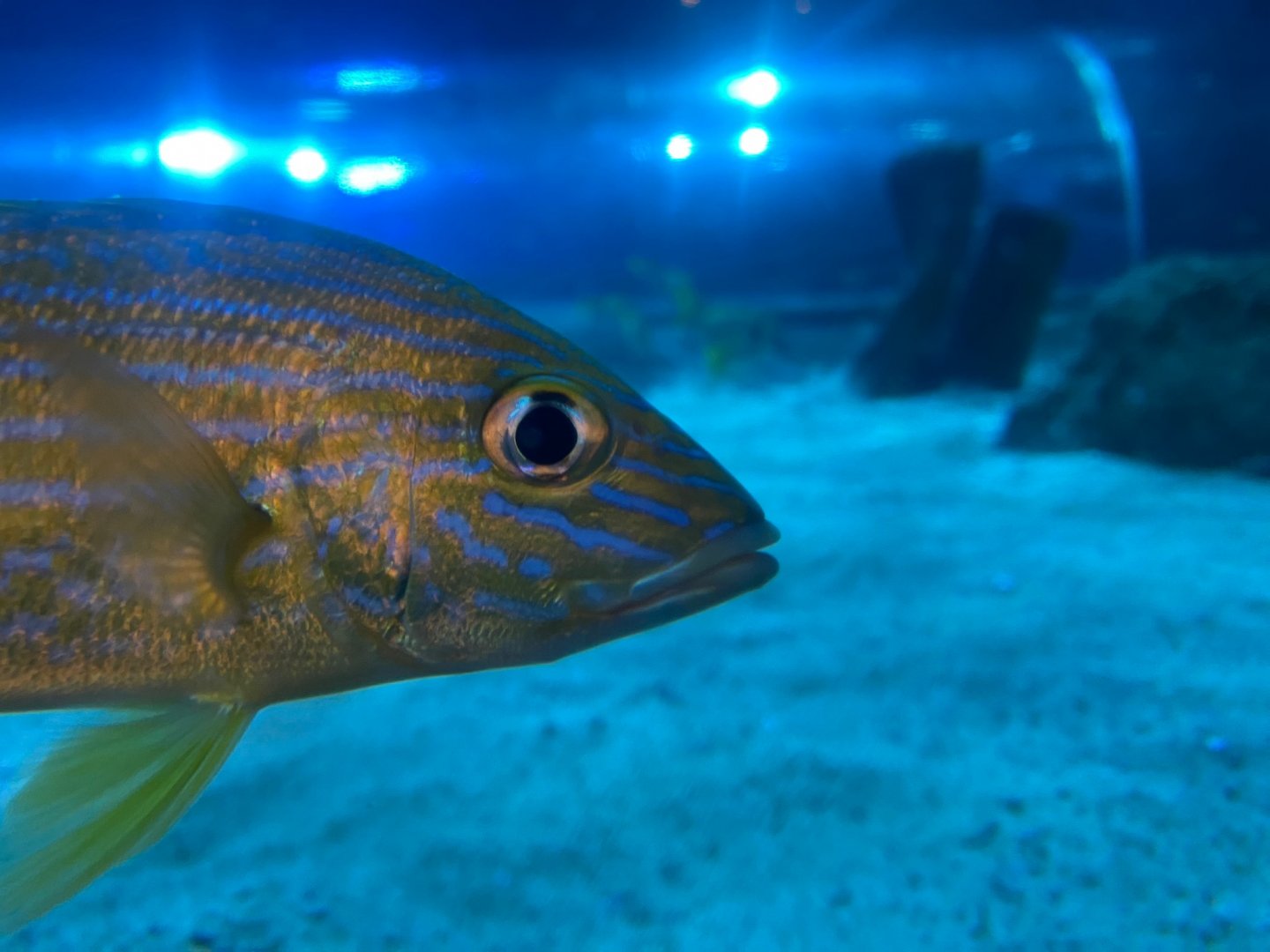 Ocean Tunnel inhabitant - Bluestriped grunt 251123