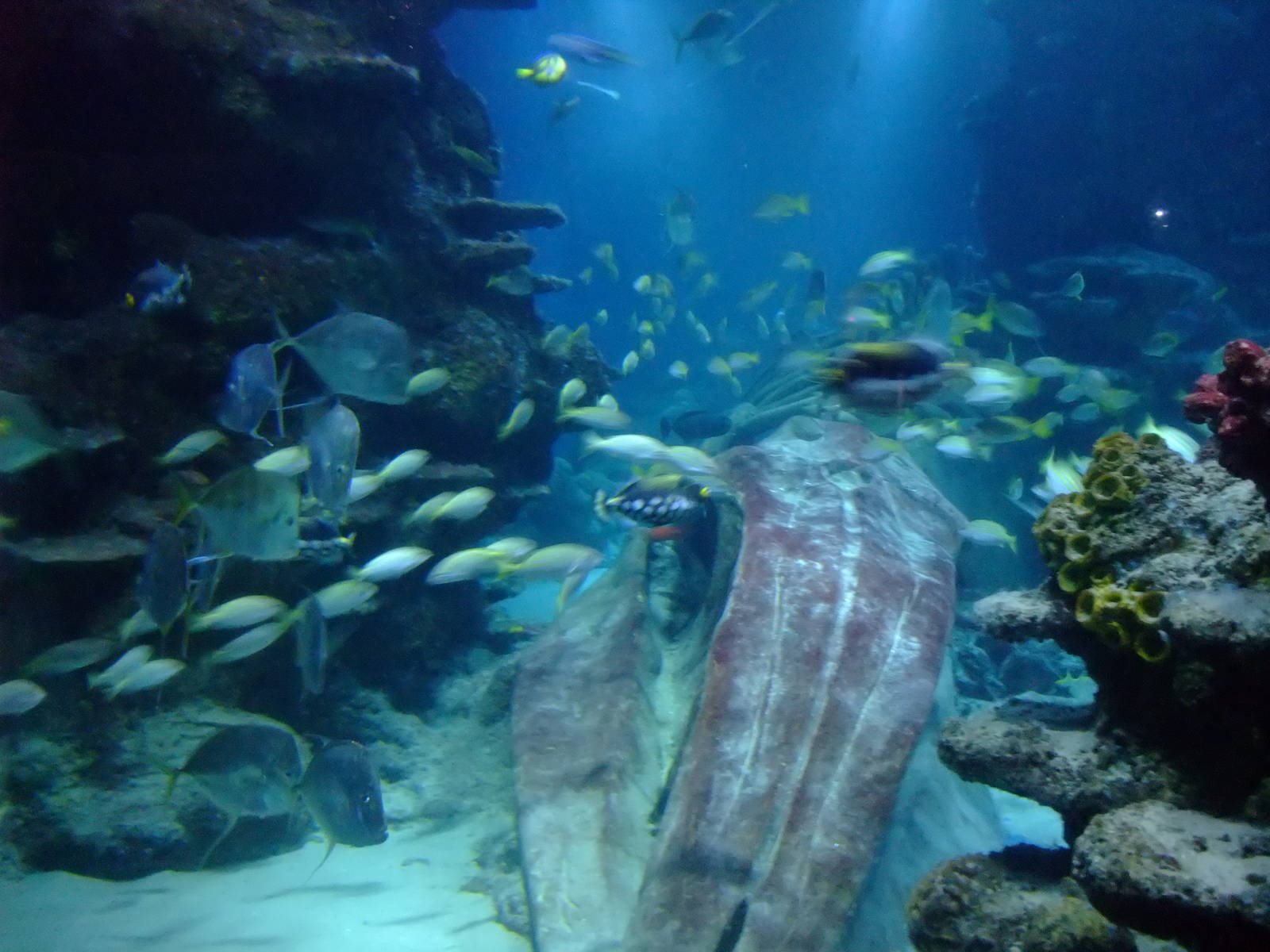 Ocean Tunnel Tank at SLC London, 17/11/11