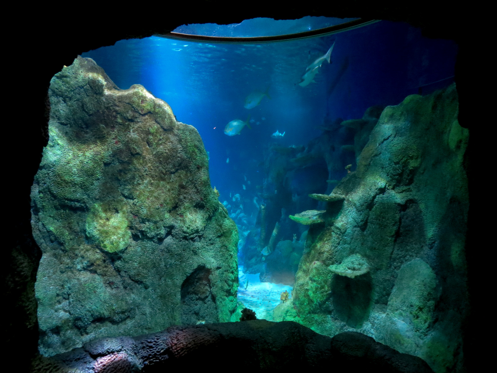 Ocean Tunnel/Tropical Ocean Exhibit - First View