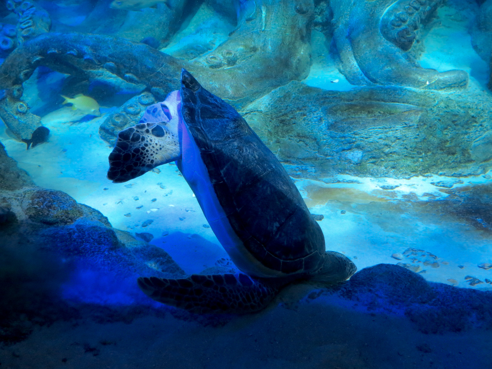 Ocean Tunnel/Tropical Ocean Exhibit - Green Sea Turtle