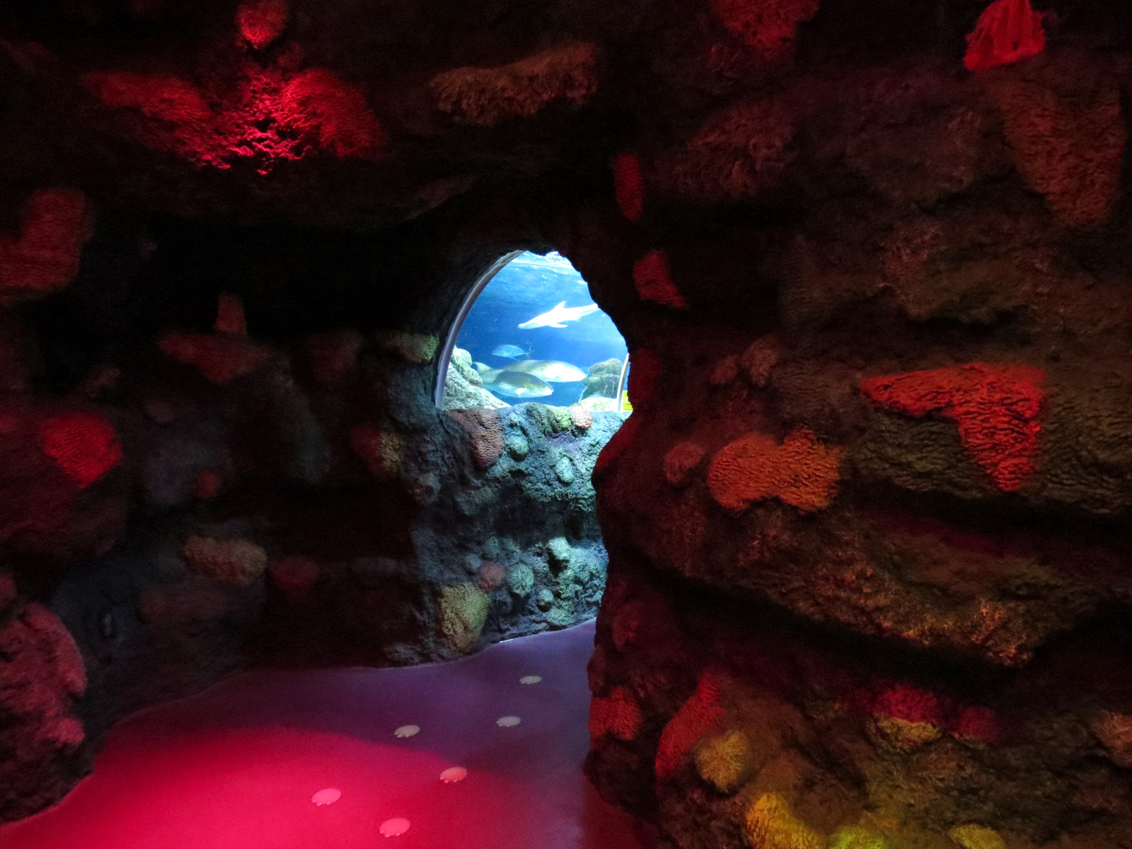 Ocean Tunnel/Tropical Ocean Exhibit - Tunnel Exit