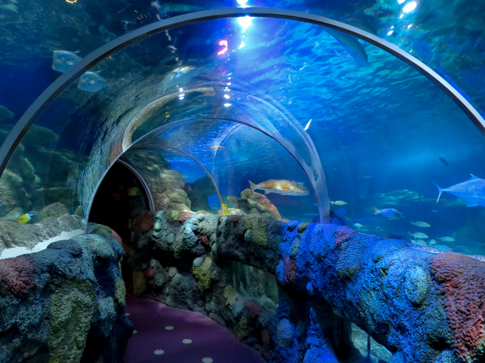 Ocean Tunnel/Tropical Ocean Exhibit - Tunnel View