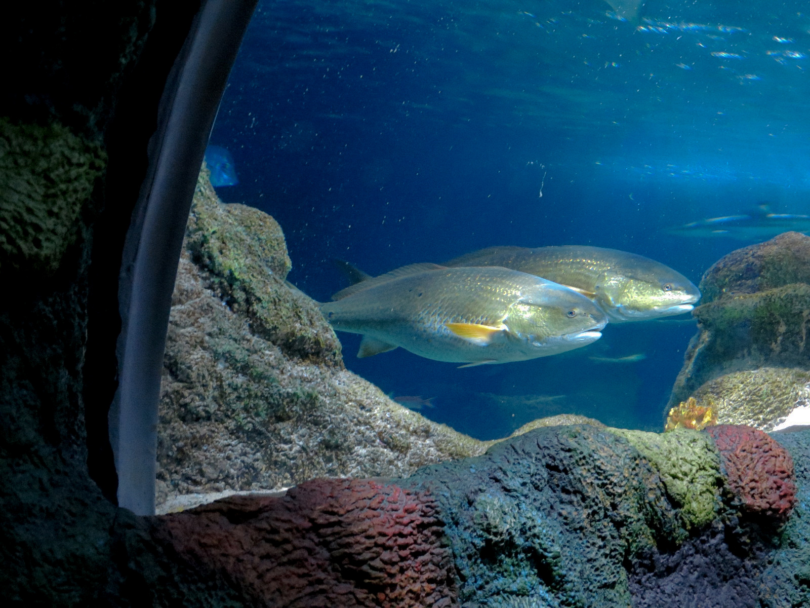 Ocean Tunnel/Tropical Ocean Exhibit - Tunnel View