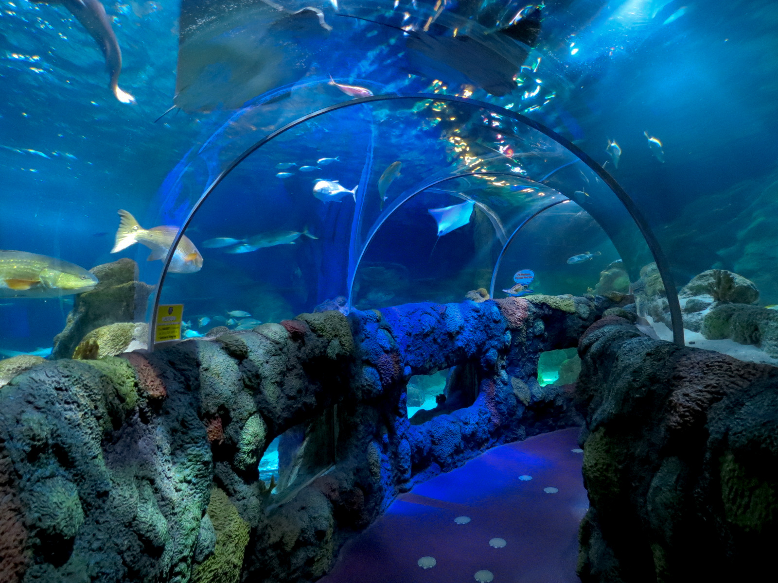 Ocean Tunnel/Tropical Ocean Exhibit - Tunnel View