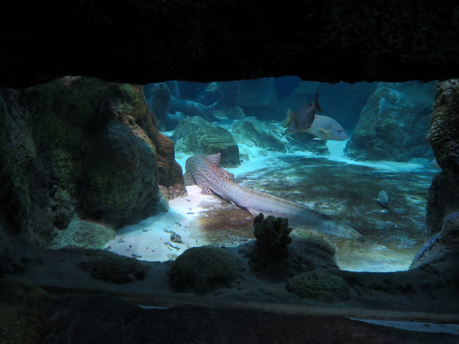 Ocean Tunnel/Tropical Ocean Exhibit - Zebra Shark