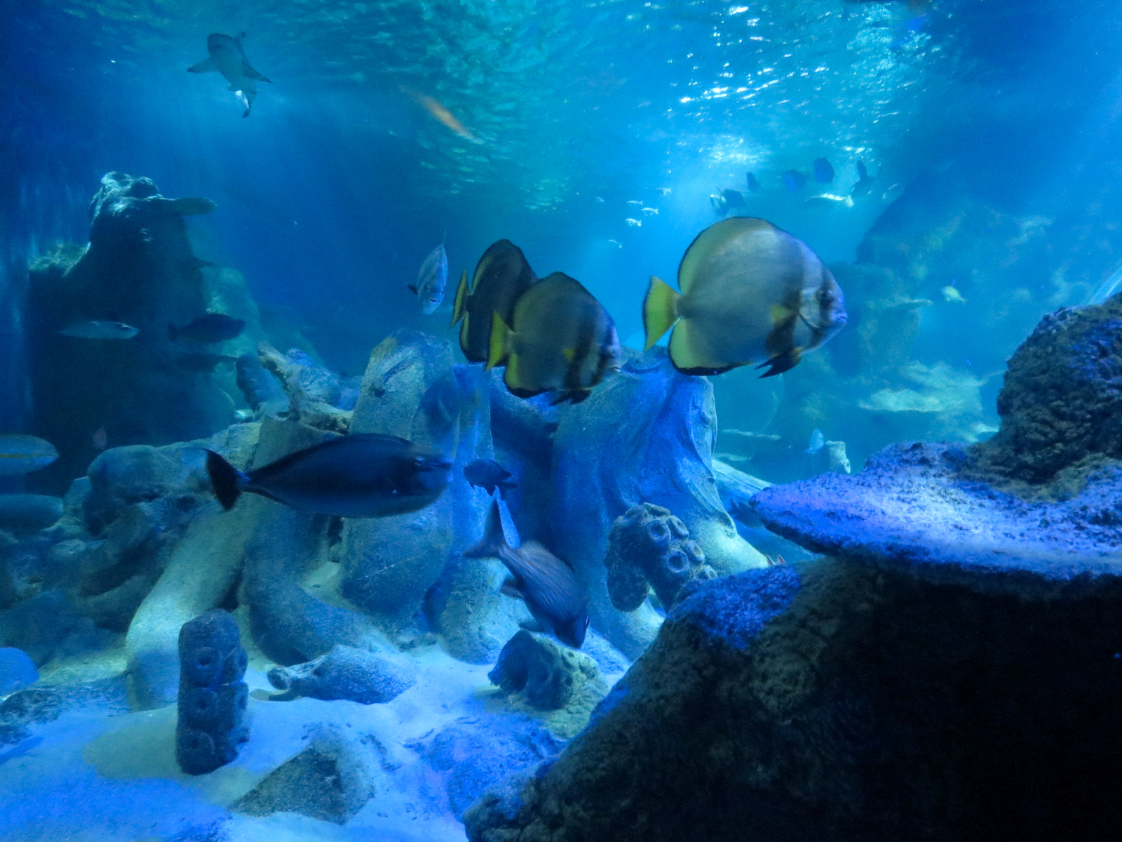 Ocean Tunnel/Tropical Ocean Exhibit
