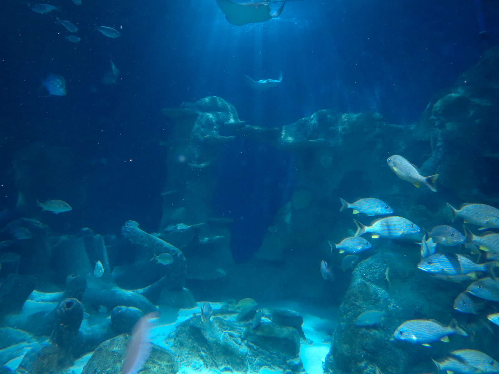 Ocean Tunnel/Tropical Ocean Exhibit