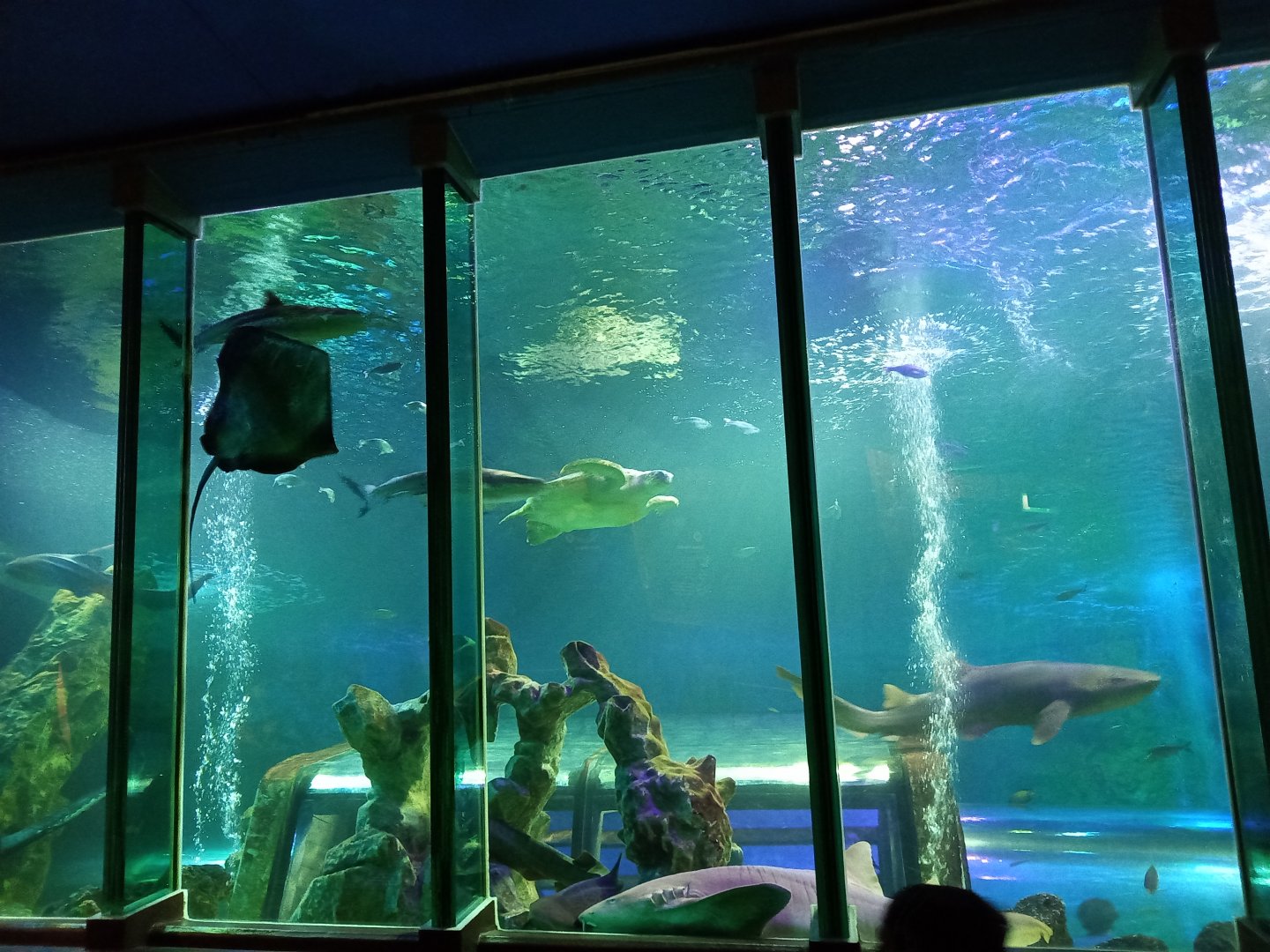 Ocean Tunnel viewing window