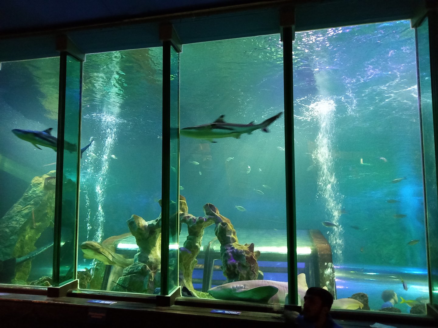 Ocean Tunnel viewing window