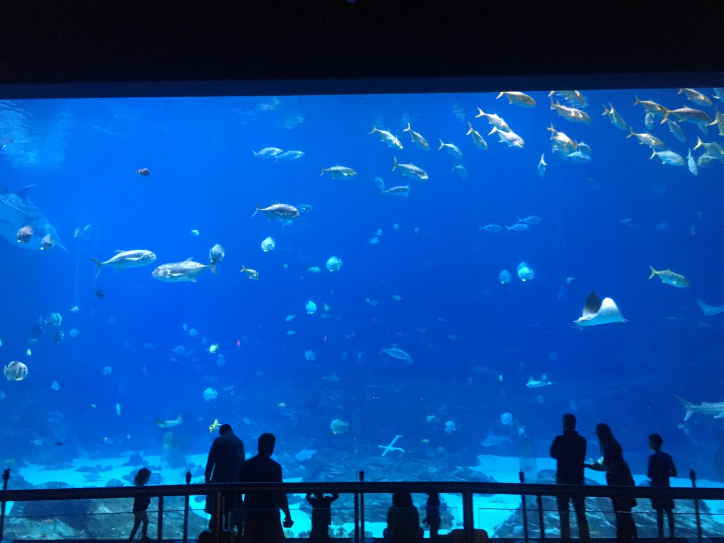 Ocean Voyager 60ft window