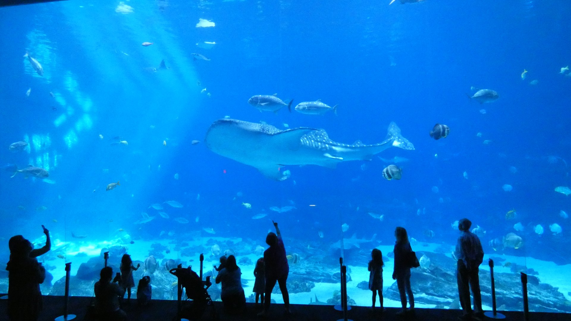 Ocean Voyager - Aug. 2021