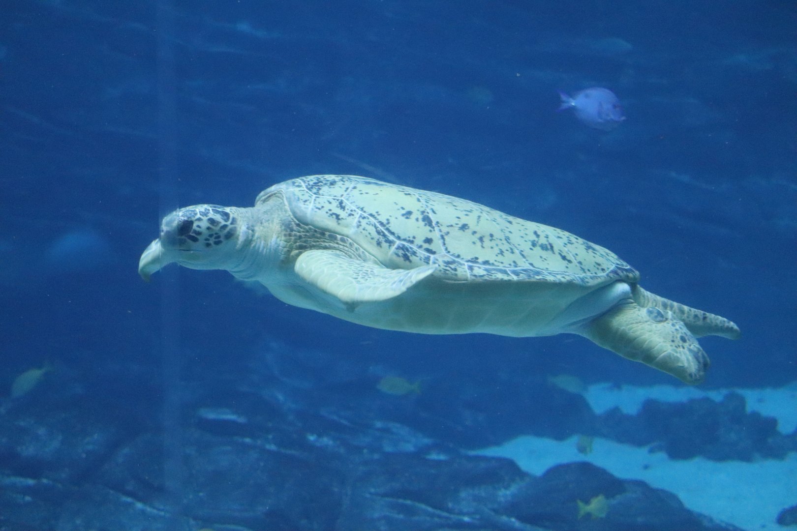 Ocean Voyager - Green Sea Turtle - Tank