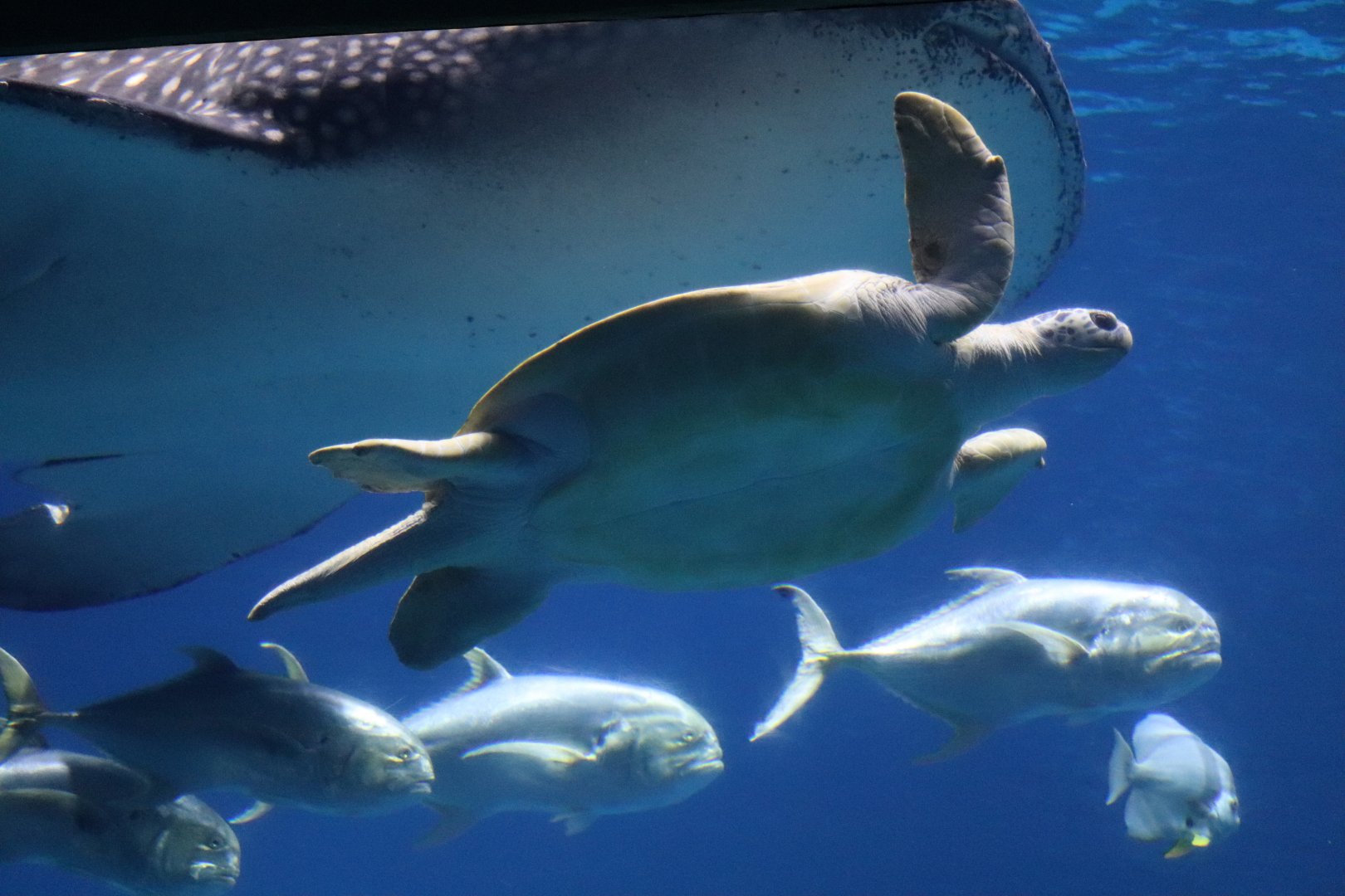 Ocean Voyager - Green Sea Turtle - Tank