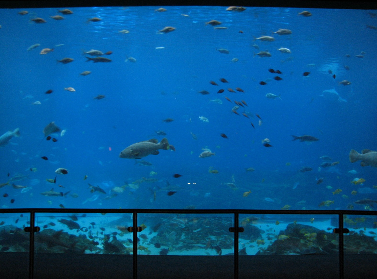 Ocean Voyager - Main Viewing Window