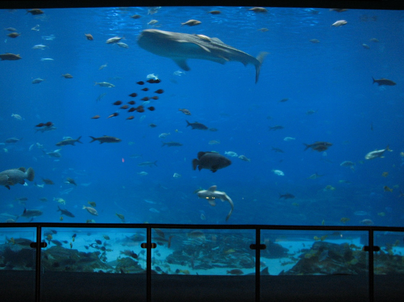 Ocean Voyager - Main Viewing Window