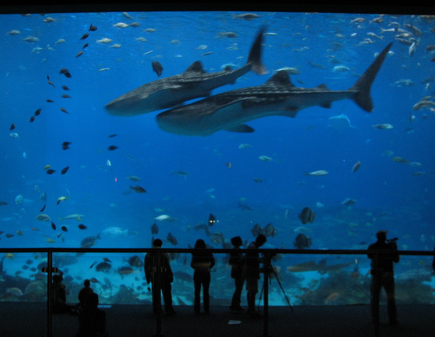 Ocean Voyager - Main Viewing Window