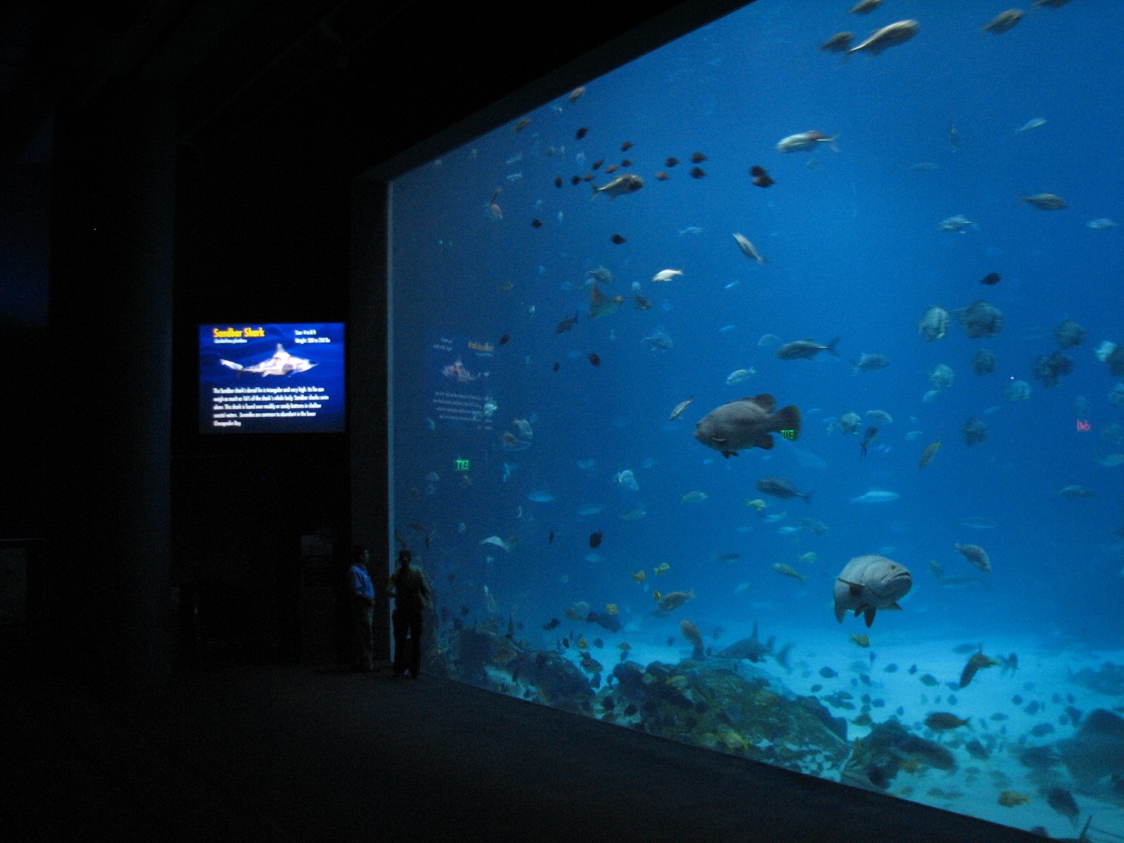 Ocean Voyager - Main Viewing Window