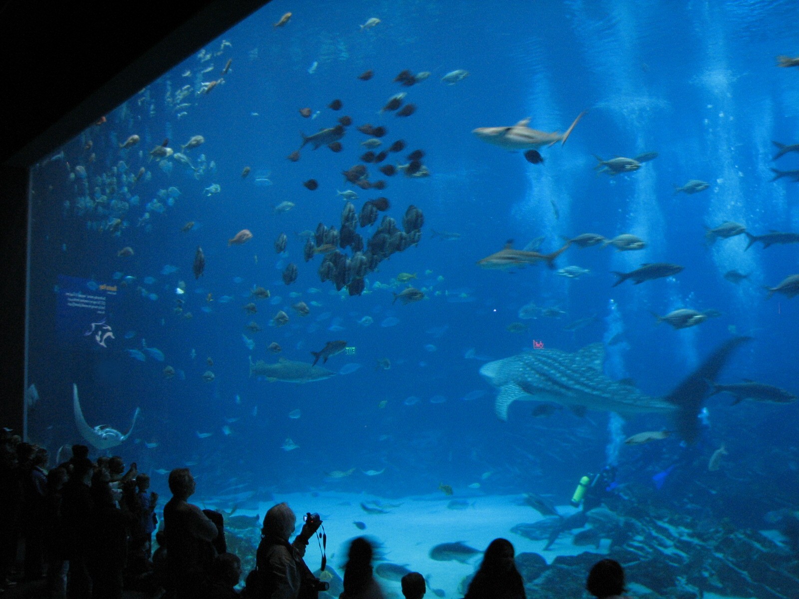 Ocean Voyager - Main Viewing Window