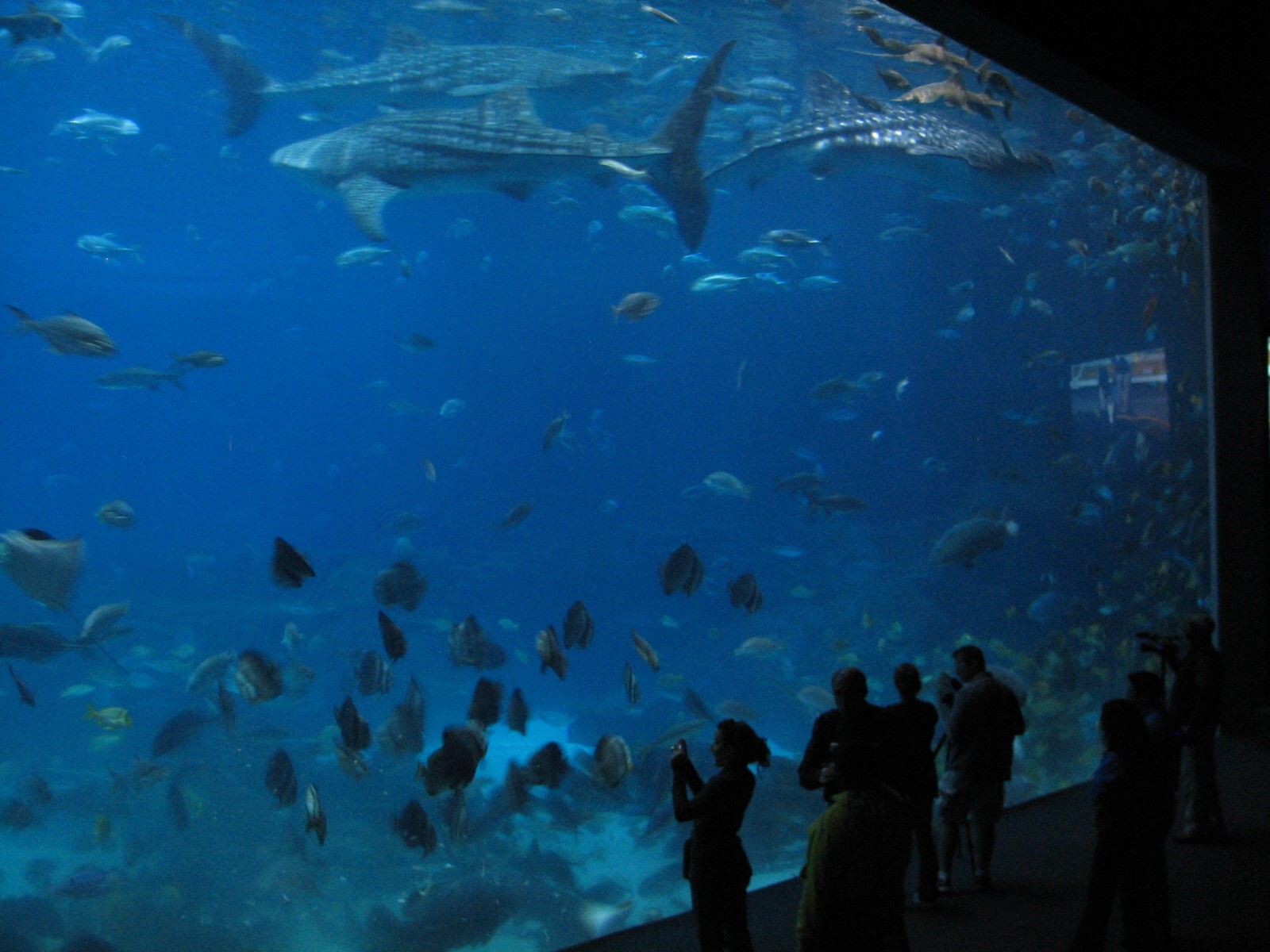 Ocean Voyager - Main Viewing Window