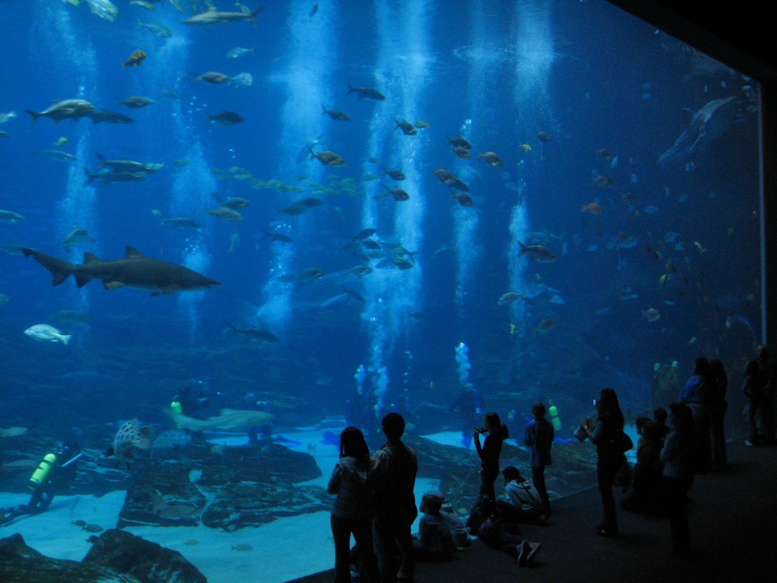 Ocean Voyager - Main Viewing Window