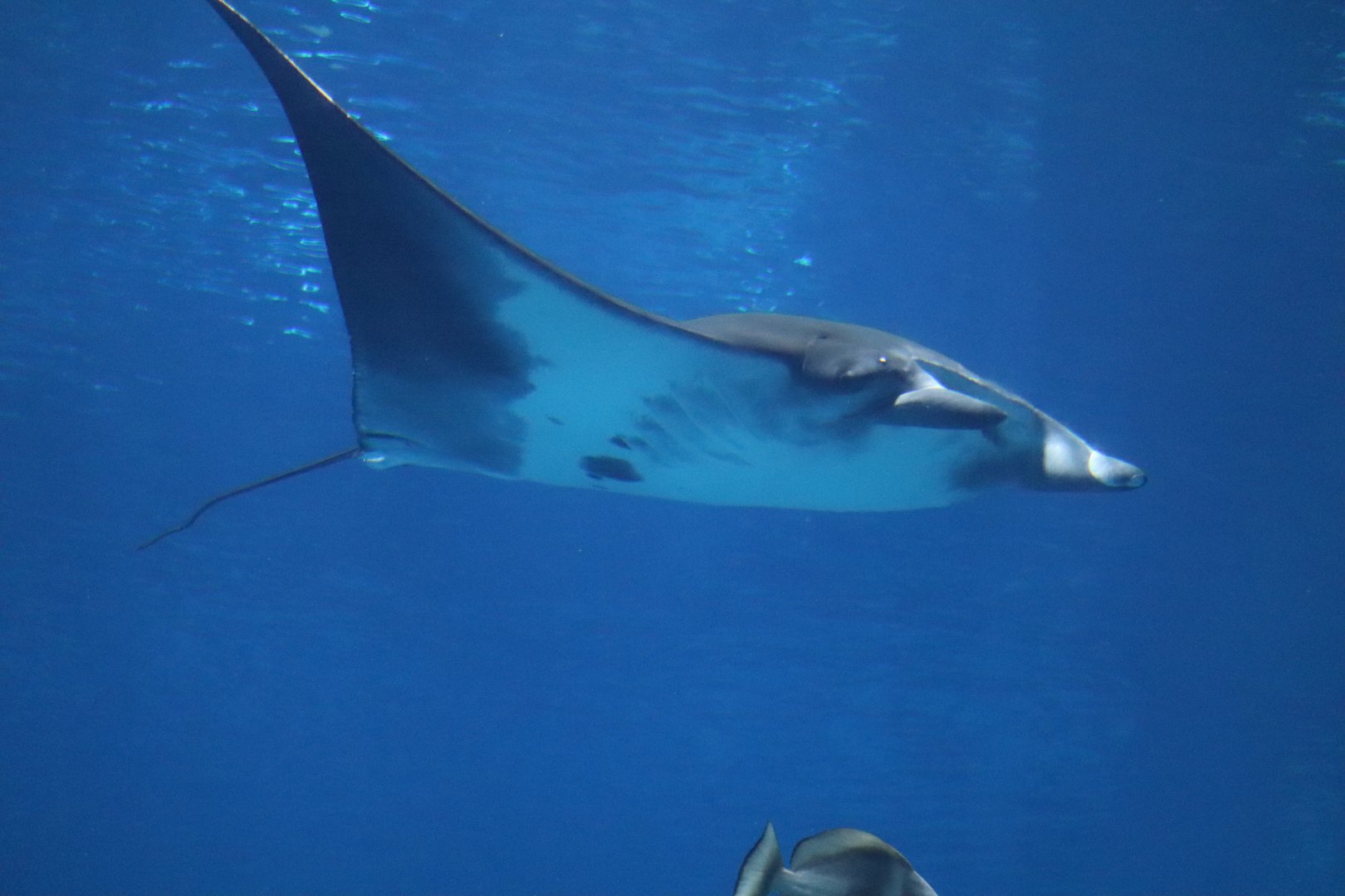 Ocean Voyager - Manta Ray