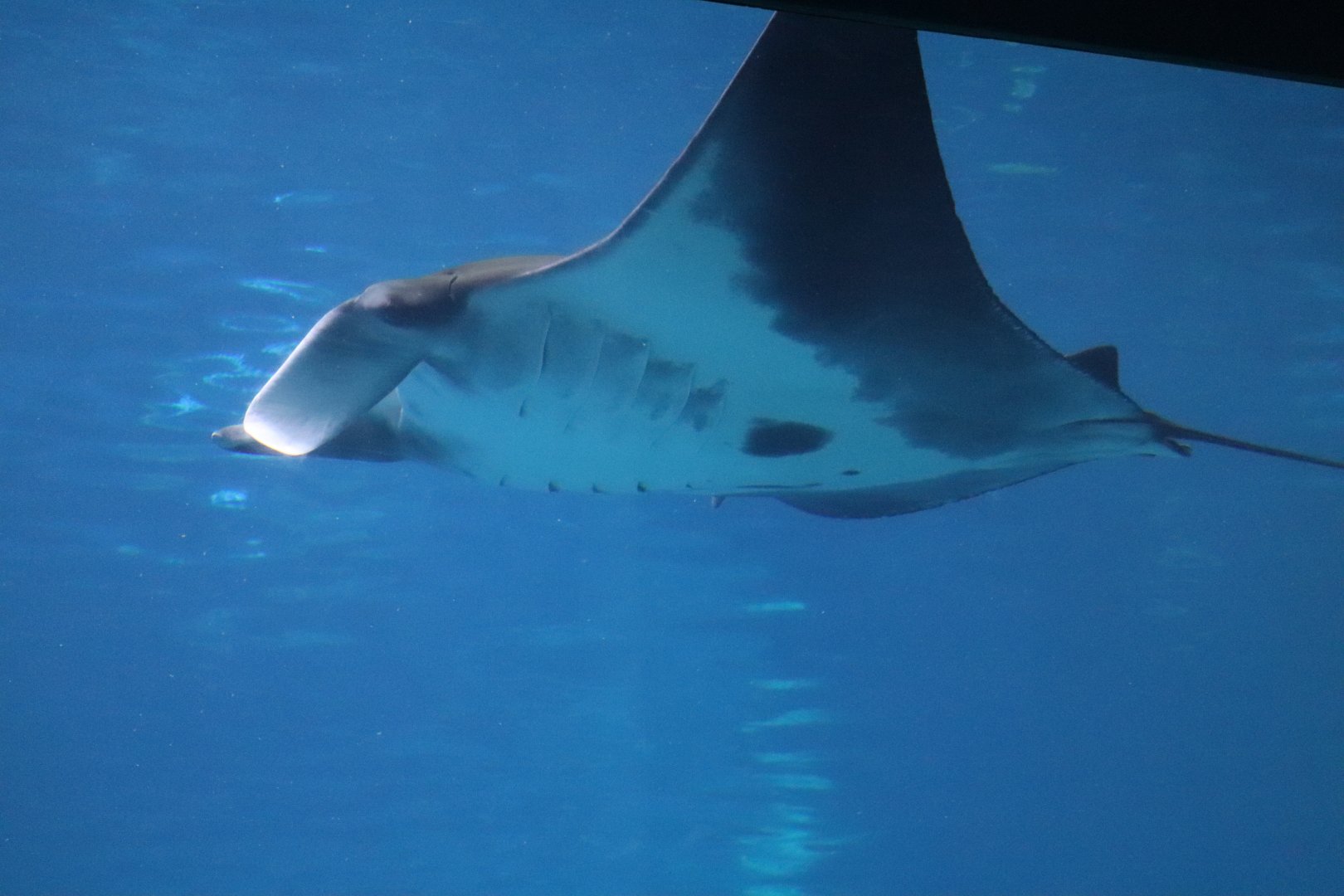 Ocean Voyager - Manta Ray