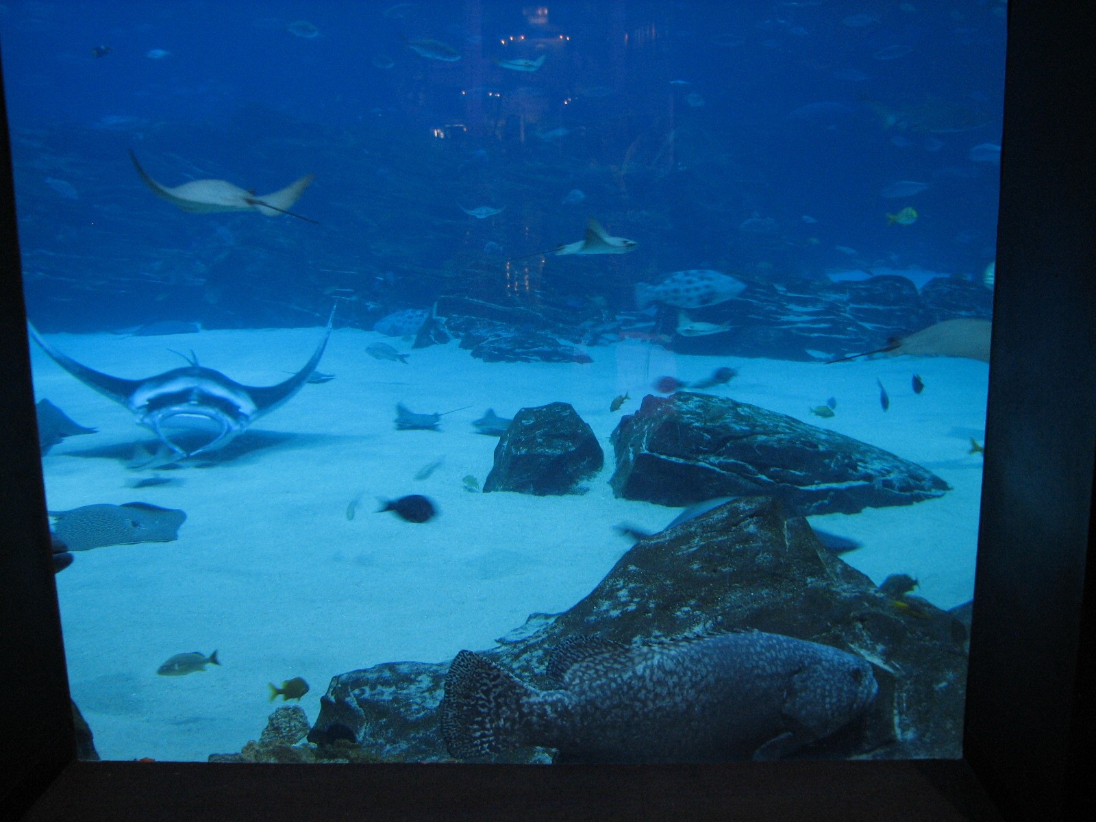 Ocean Voyager - Manta Ray