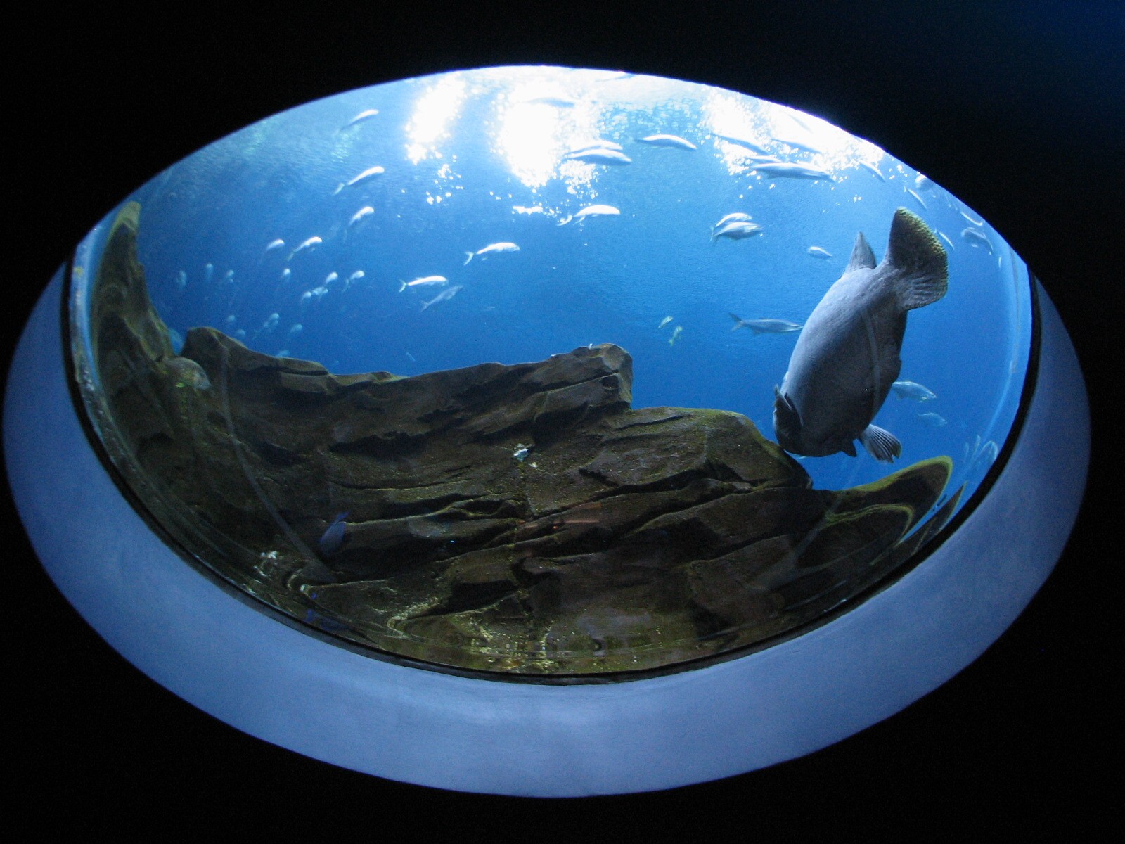 Ocean Voyager - Round Viewing Window