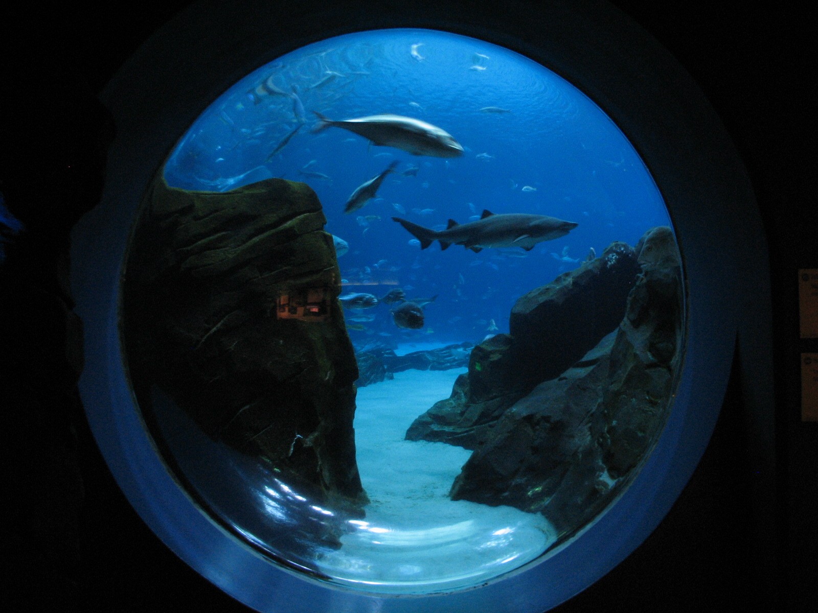 Ocean Voyager - Round Viewing Window