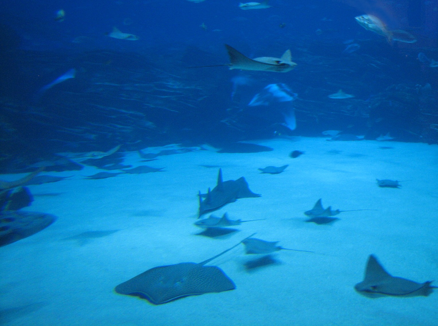 Ocean Voyager - Sandy Floor