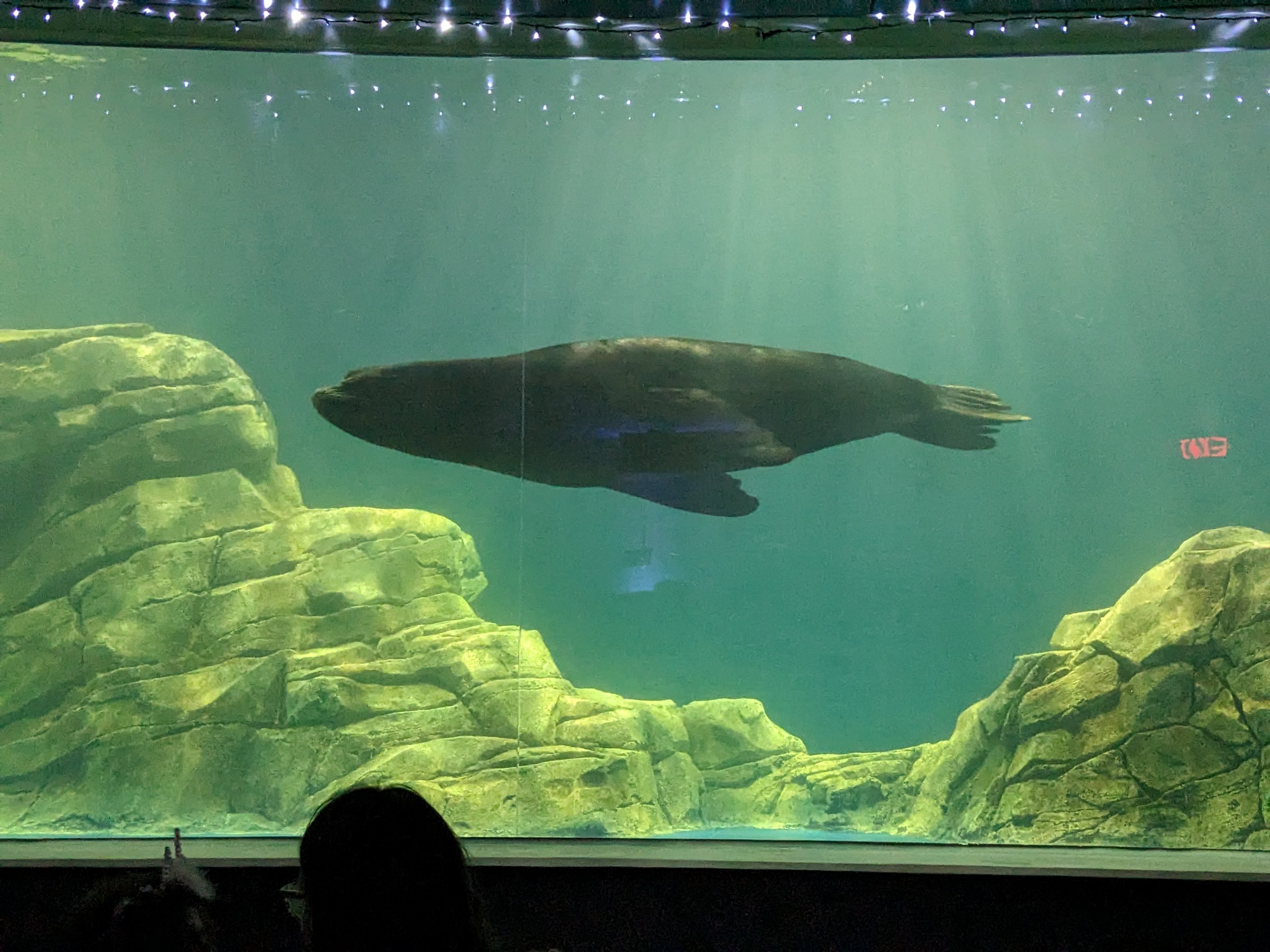 Ocean Voyager - Sealion