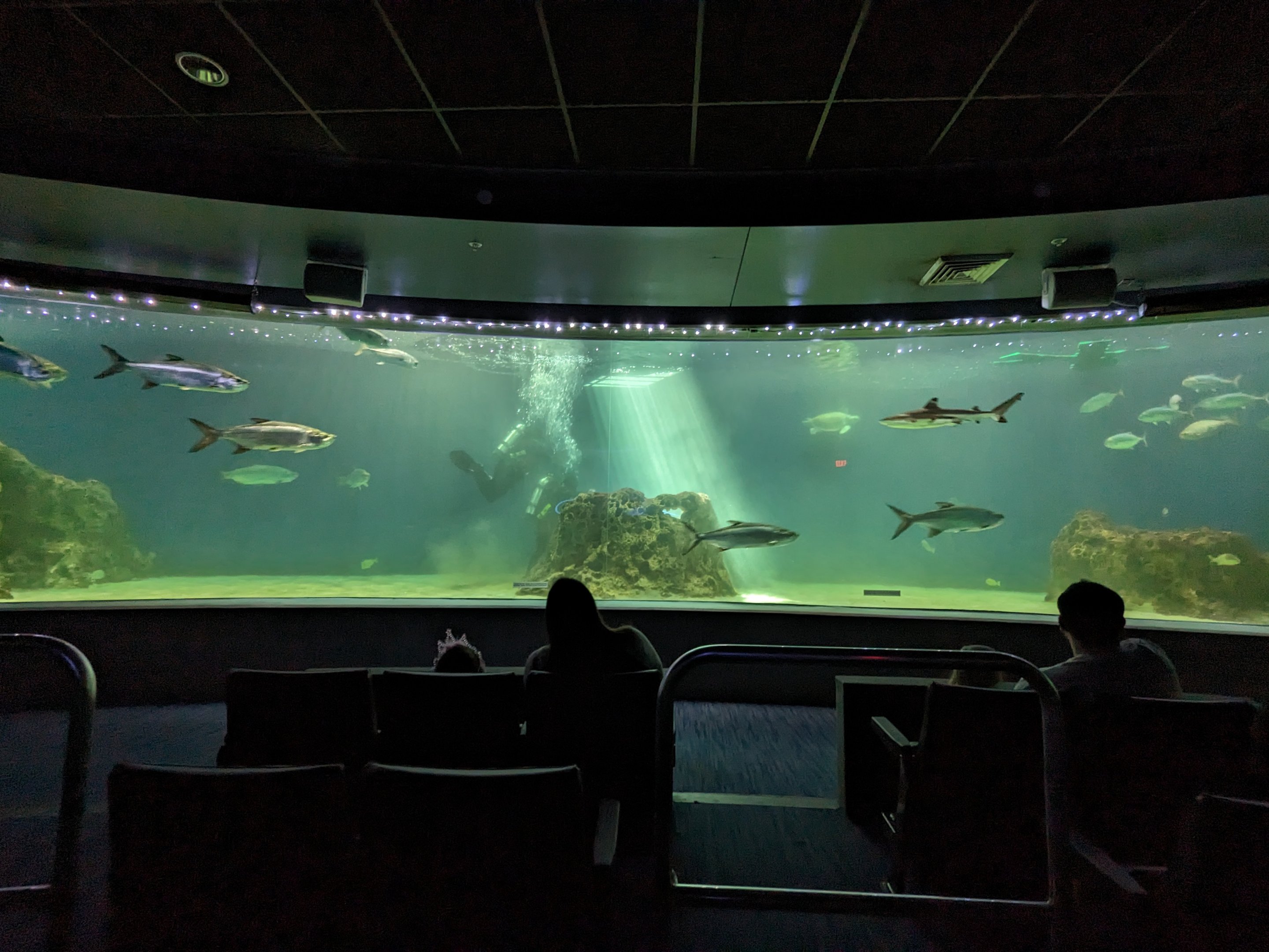 Ocean Voyager - Seaturtle tank (also tarpon and blacktip reef shark)