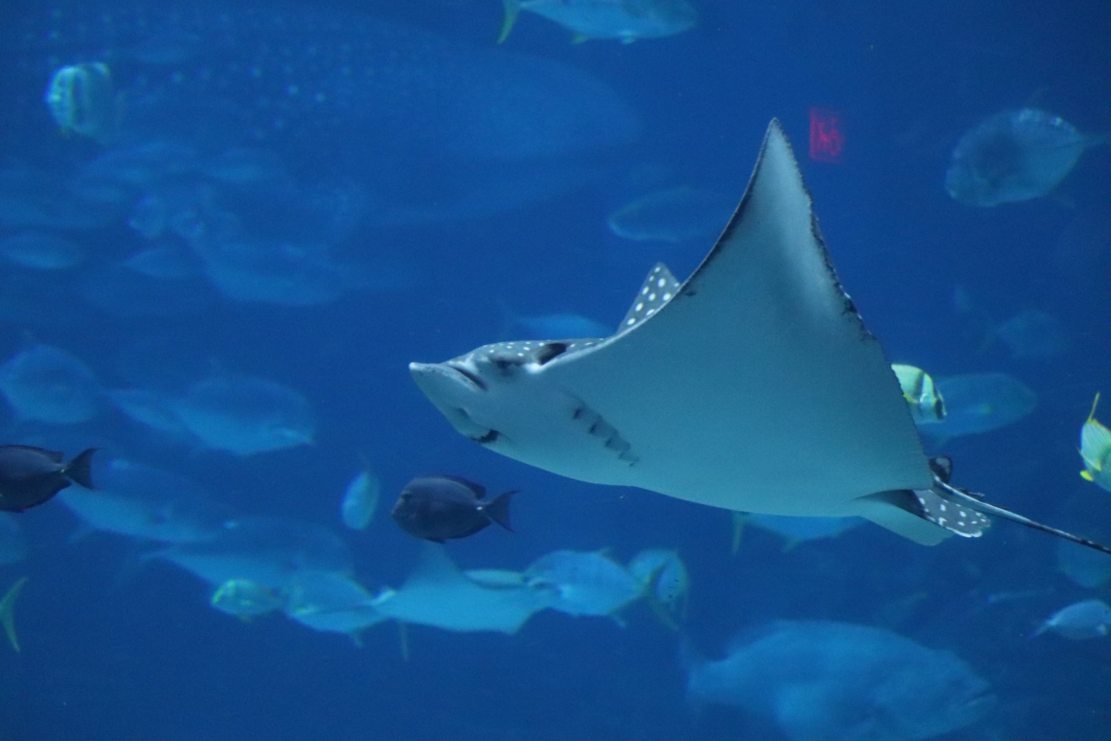 Ocean Voyager - Spotted Eagle Ray