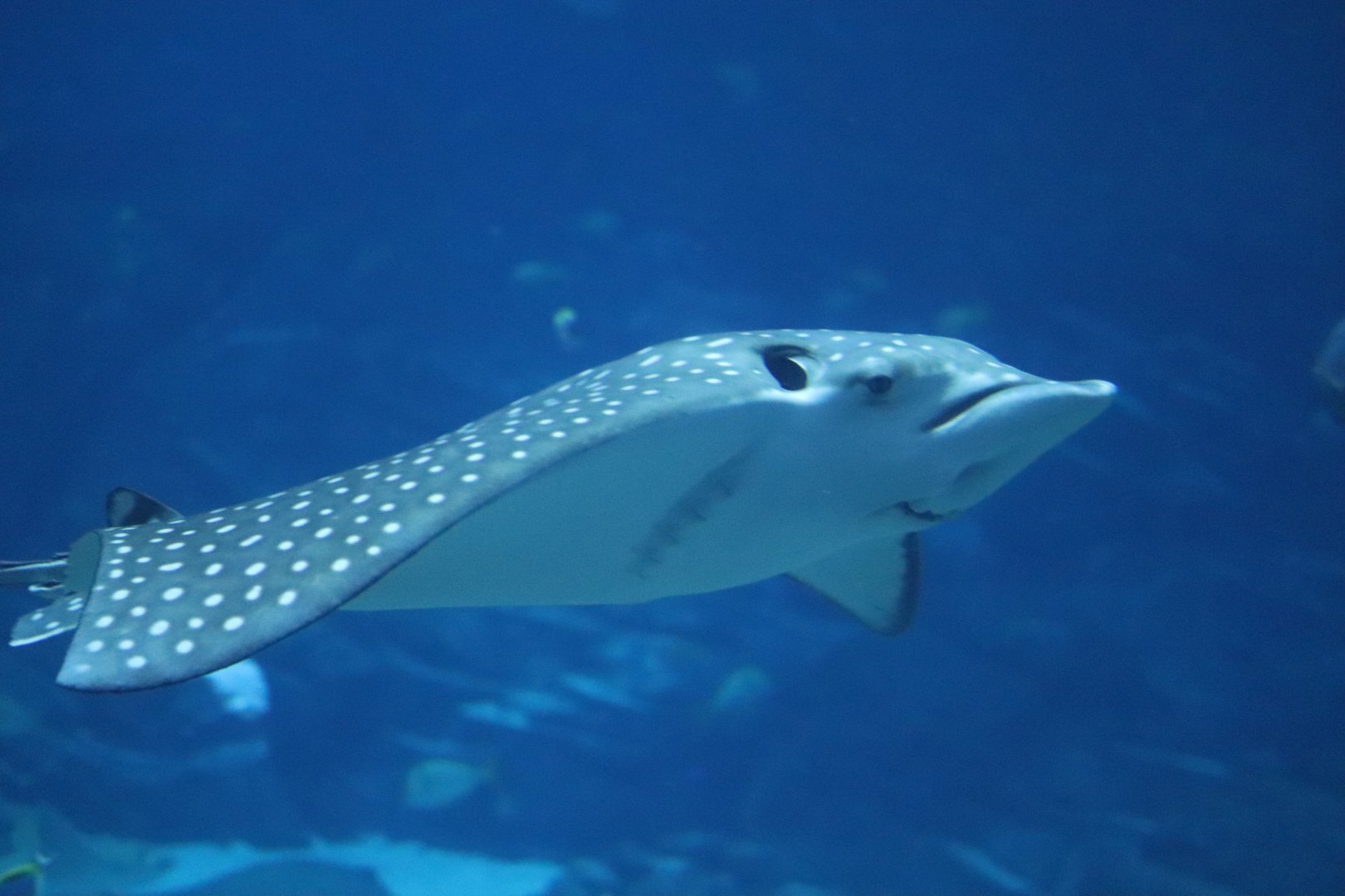 Ocean Voyager - Spotted Eagle Ray