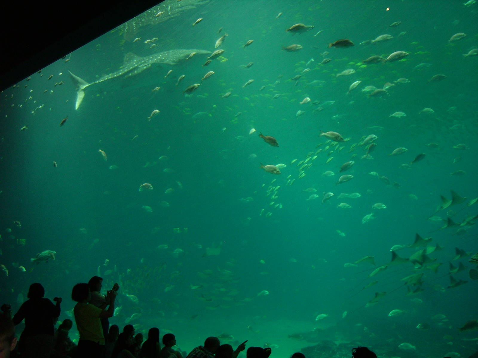 Ocean Voyager Viewing Window