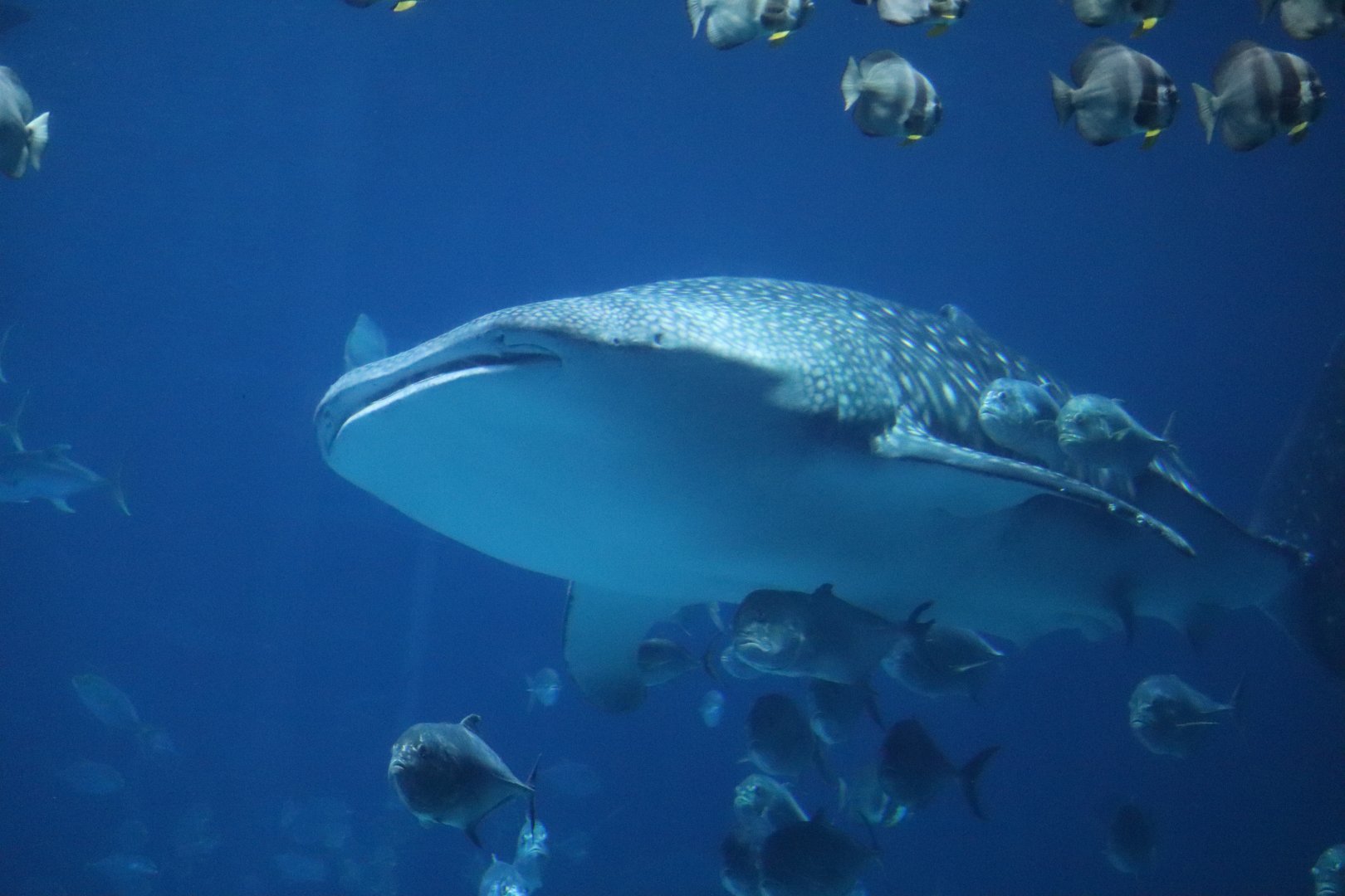 Ocean Voyager - Whale Shark