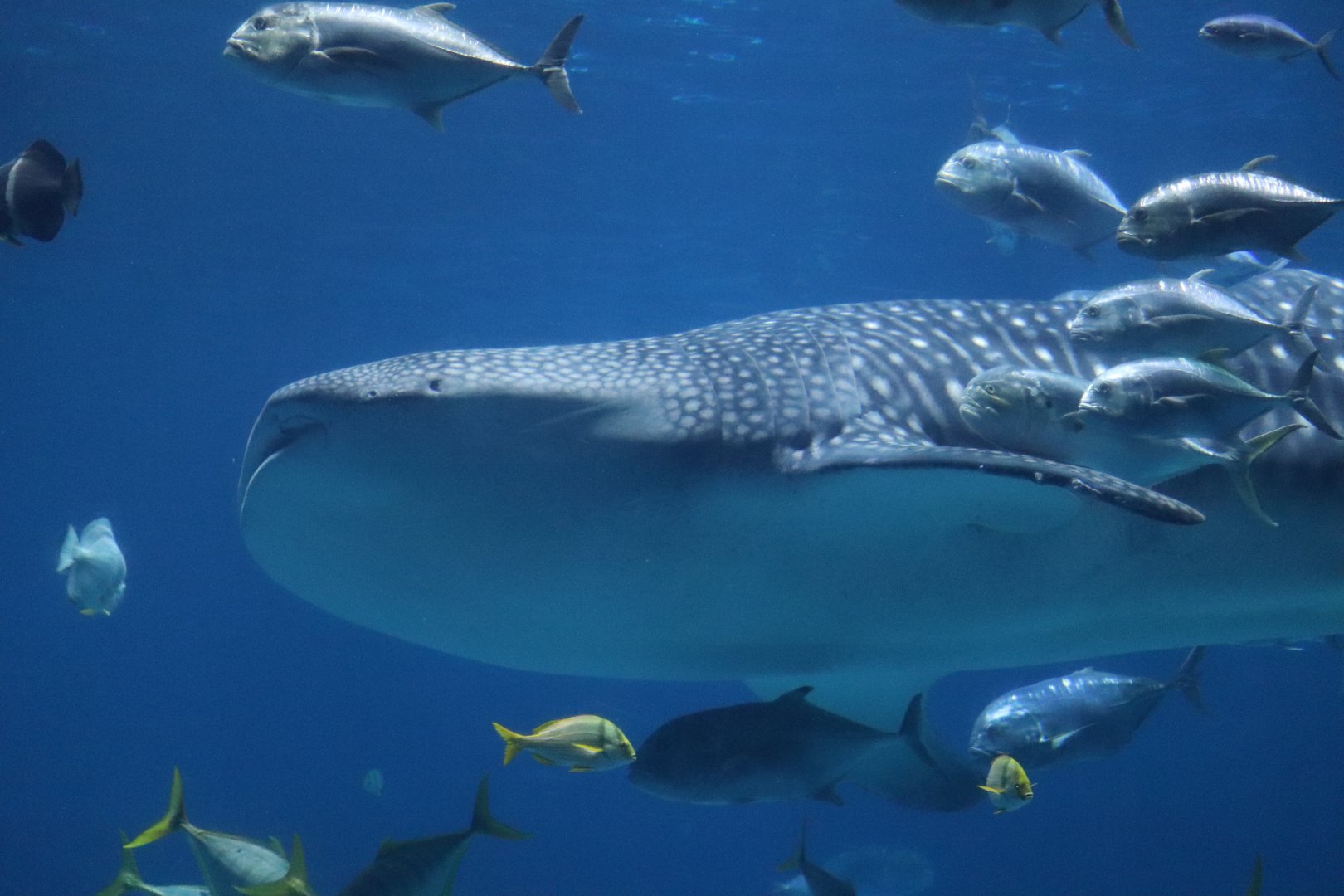 Ocean Voyager - Whale Shark