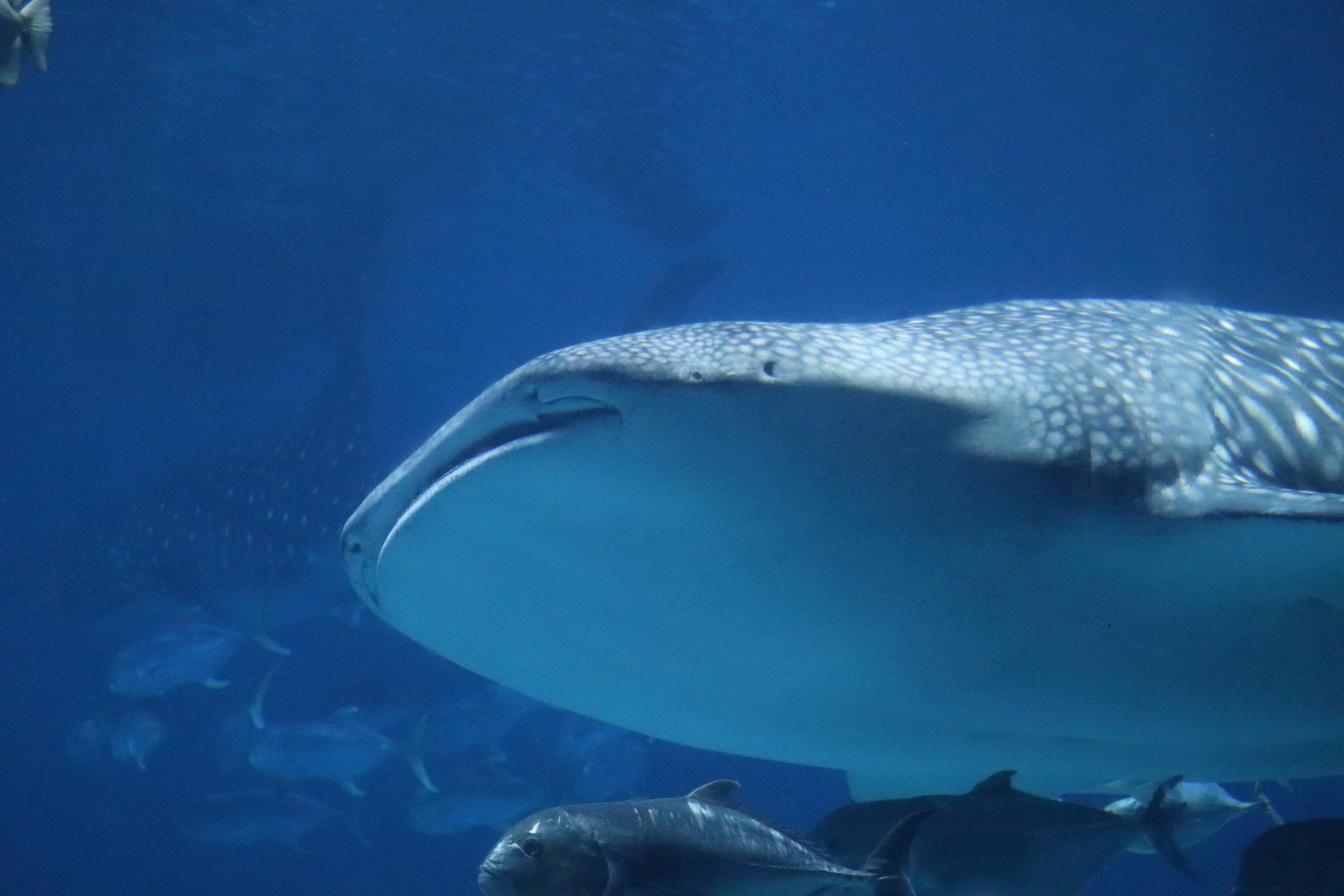 Ocean Voyager - Whale Shark