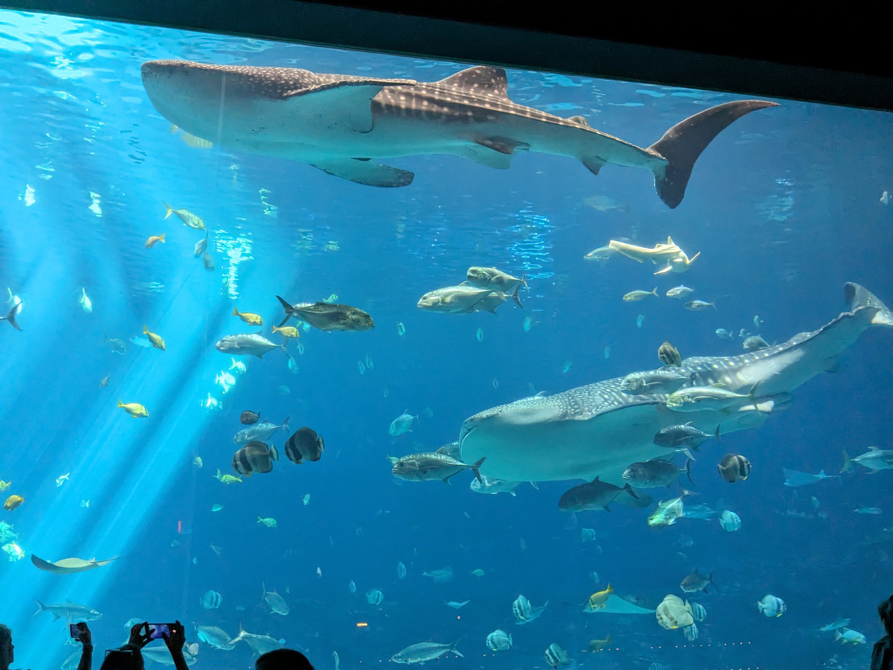 Ocean Voyager - Whale sharks