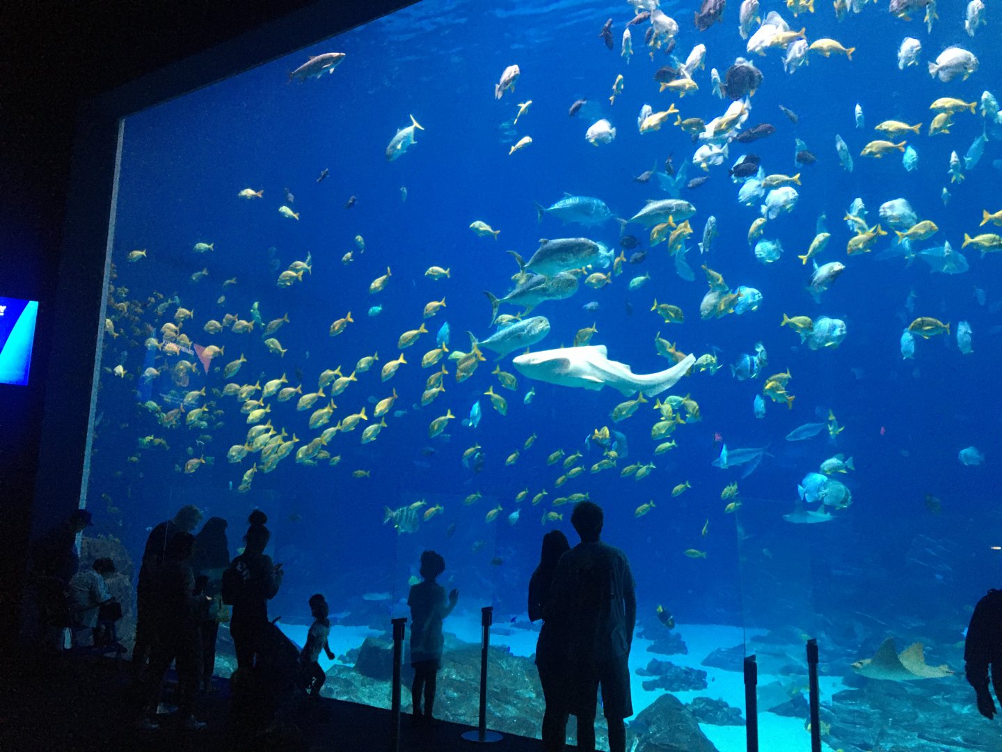 Ocean voyager with zebra shark
