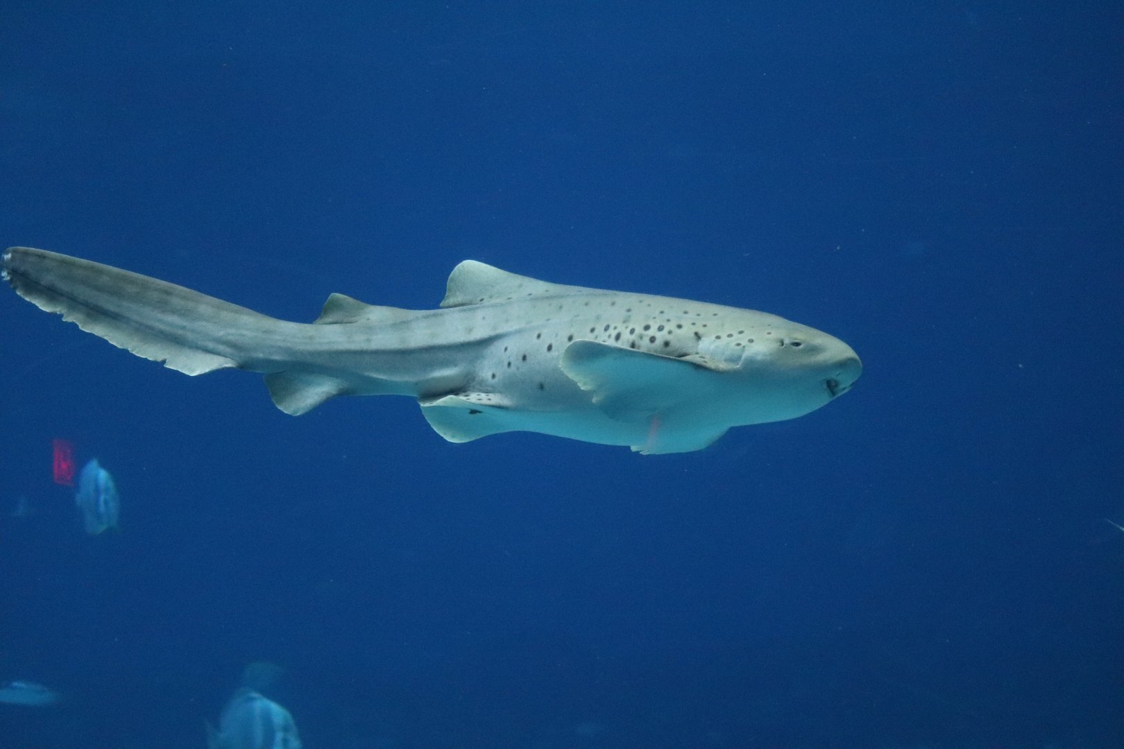 Ocean Voyager - Zebra Shark