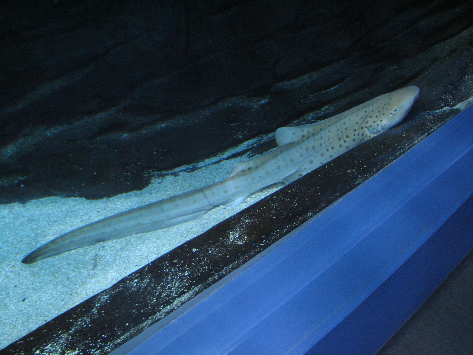 Ocean Voyager - Zebra Shark