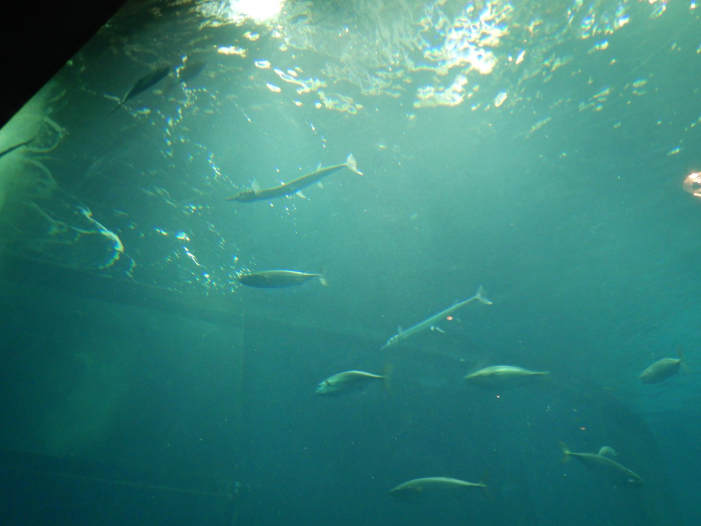 Ocean Voyagers - Houndfish and Striped Bonito