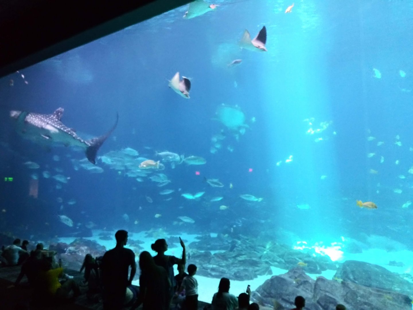 Ocean Voyagers main viewing window