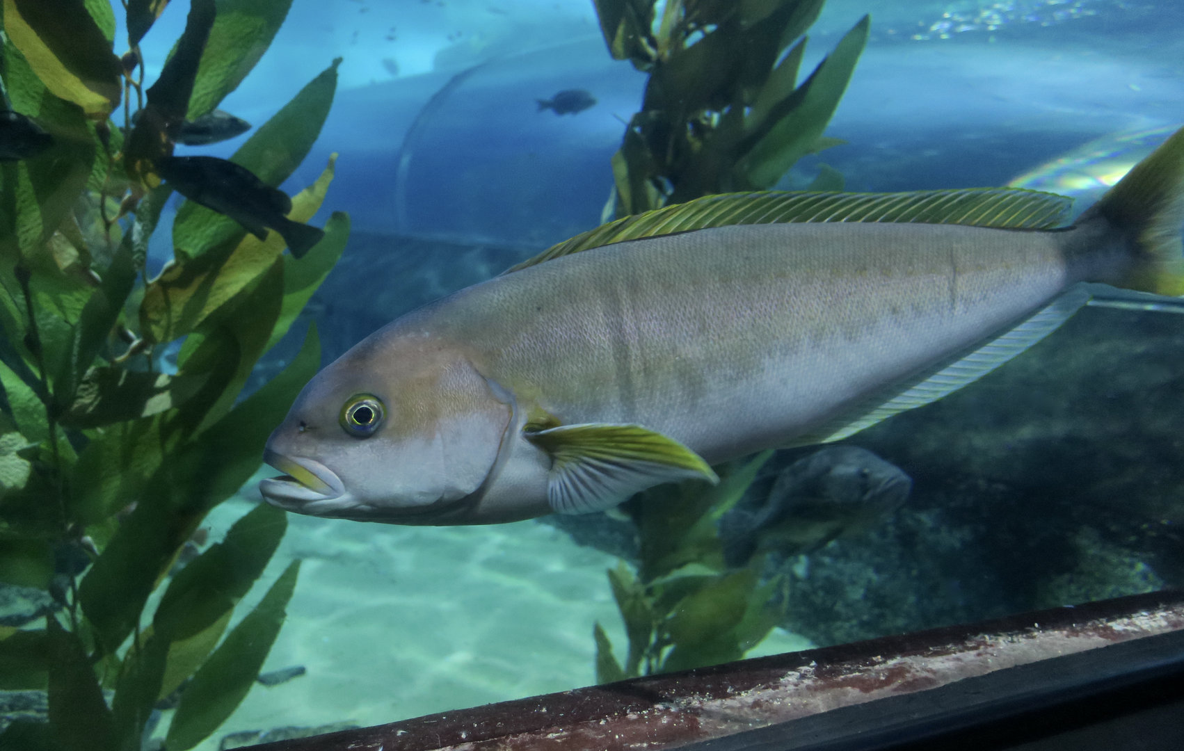 Ocean Whitefish (Caulolatilus princeps)