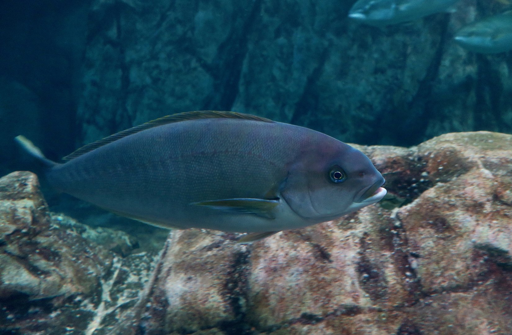 Ocean Whitefish (Caulolatilus princeps)