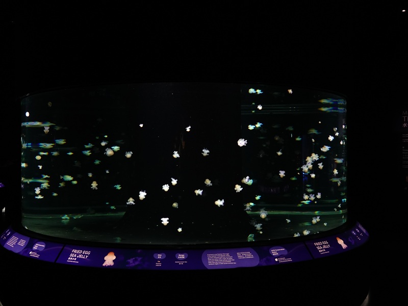 Ocean Wonders: Fried egg jelly tank