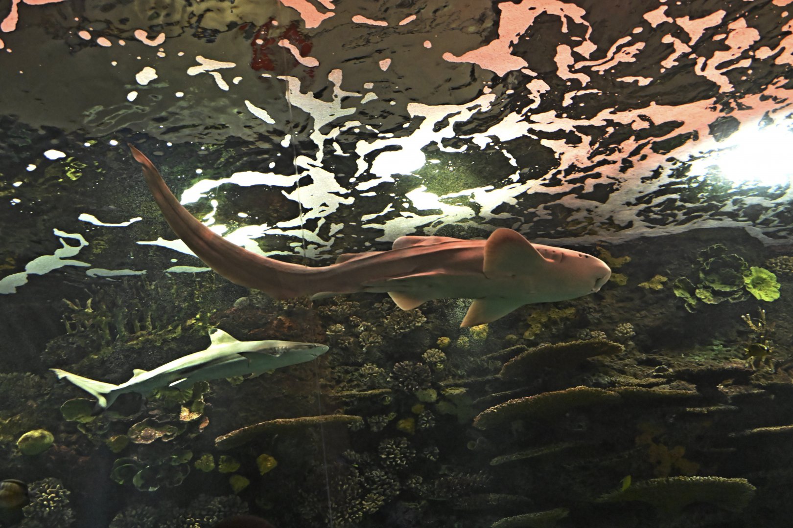 Ocean Wonders: Sharks! - Blacktip Reef Shark (Carcharhinus melanopterus) and Zebra Shark (Stegostoma tigrinum)